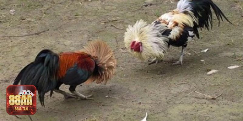 Cách Xem Chân Gà Khỏe - 1) Tỷ lệ – kích thước cân đối Cách Xem Chân Gà Khỏe - 1) Tỷ lệ – kích thước cân đối