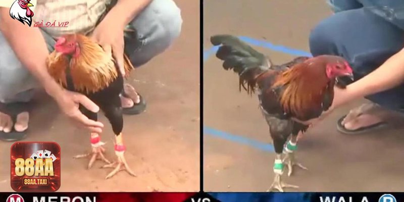 Thuật ngữ đá gà - Chủ gà (người sở hữu chiến kê) Thuật ngữ đá gà - Chủ gà (người sở hữu chiến kê)