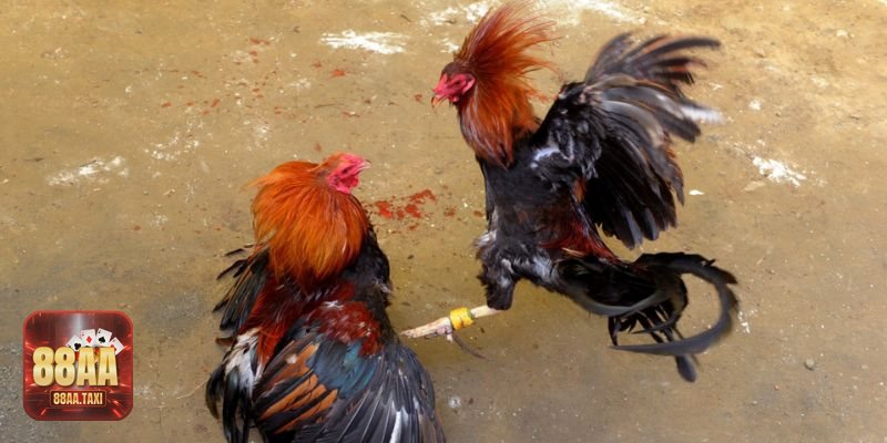 Trực tiếp đá gà cựa sắt Campuchia - Kỹ thuật quan sát khung 1–2 phút đầu