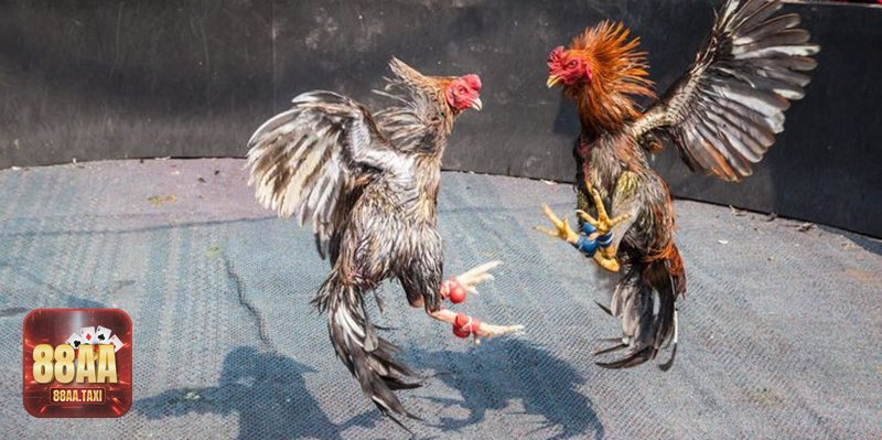 Bộ mẹo vào tiền an toàn khi chơi Đá gà 88aa
